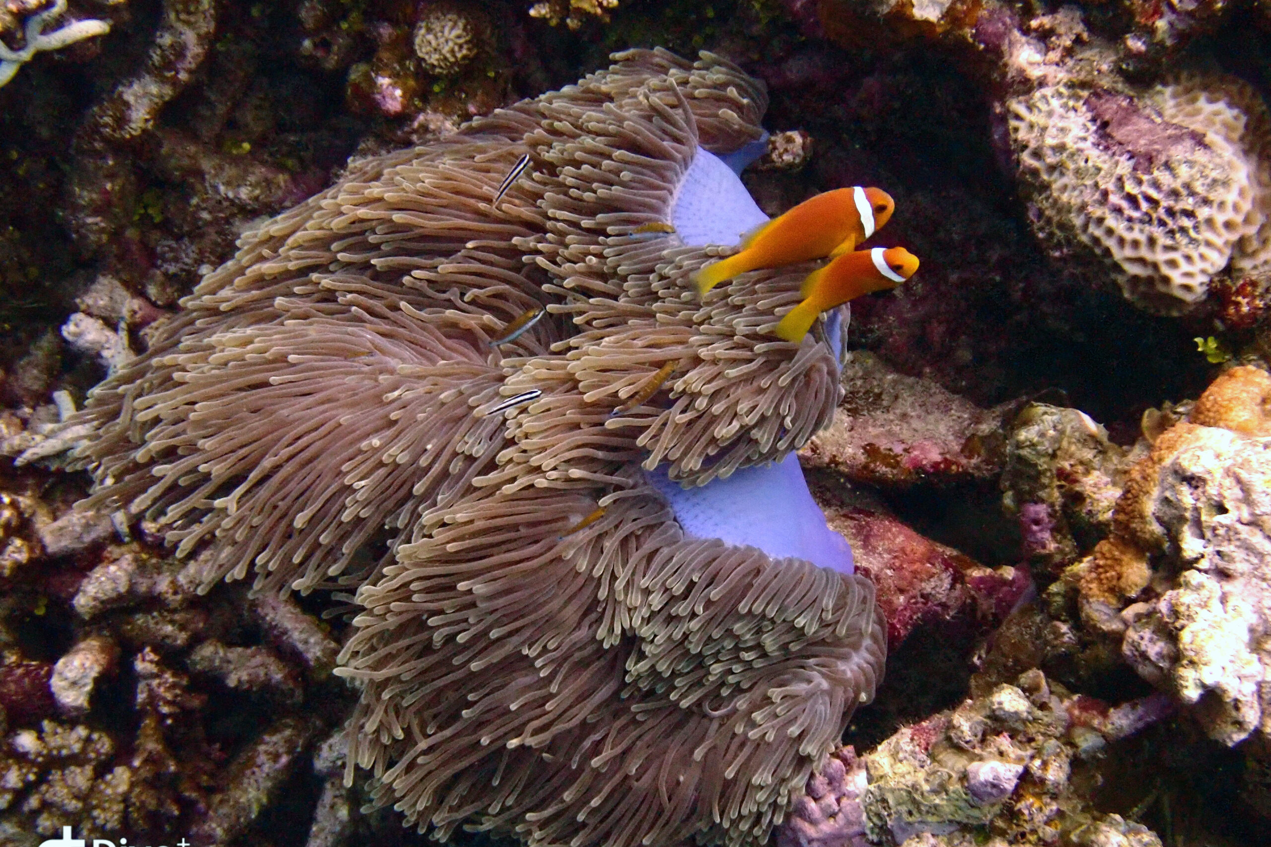 Den lebhaften Anemonenfischen könnten wir ewig zusehen