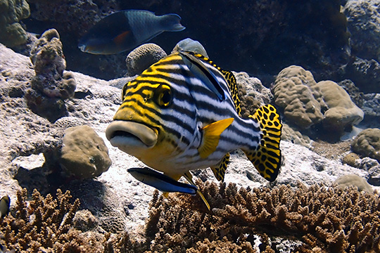 Der Lippfisch lässt sich die Parasiten entfernen