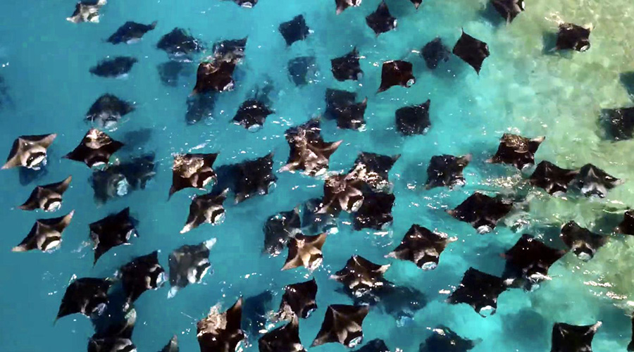 Manta Ray Spectacle in der Hanifaru Bay