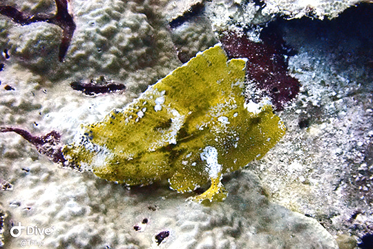 Schaukelfische sind schwer zu entdecken