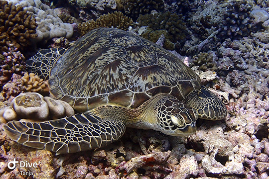 Wir lieben Schildkröten