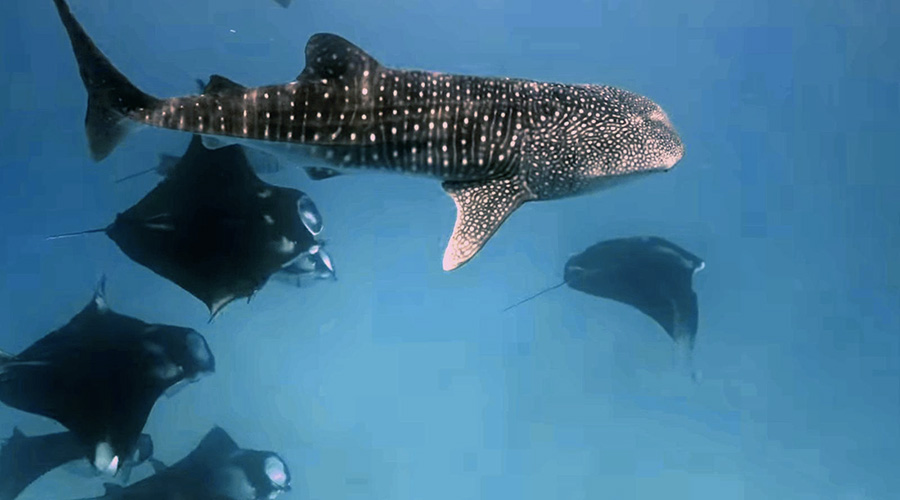 Hanifaru Bay mit Mantas und Walhaien